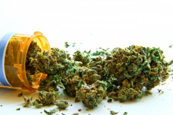 Marihuana - środek leczniczy 